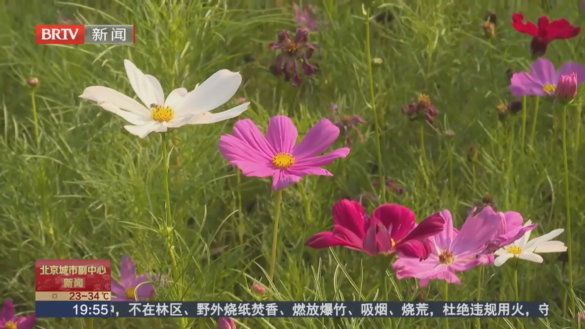 昔日空地蝶变美丽花海 通运街道打造宜居休闲新空间 昔日空地蝶变美丽花海 通运街道打造宜居休闲新空间