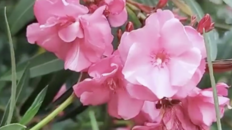 女子嘴含“网红花”拍照后中毒,紧急提醒 女子嘴含“网红花”拍照后中毒,紧急提醒