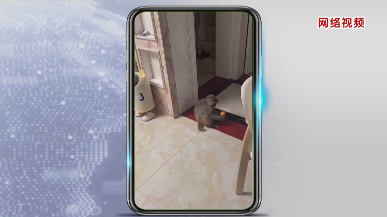 “猴哥”家中做客 上演“偷吃大冒险” “猴哥”家中做客 上演“偷吃大冒险”