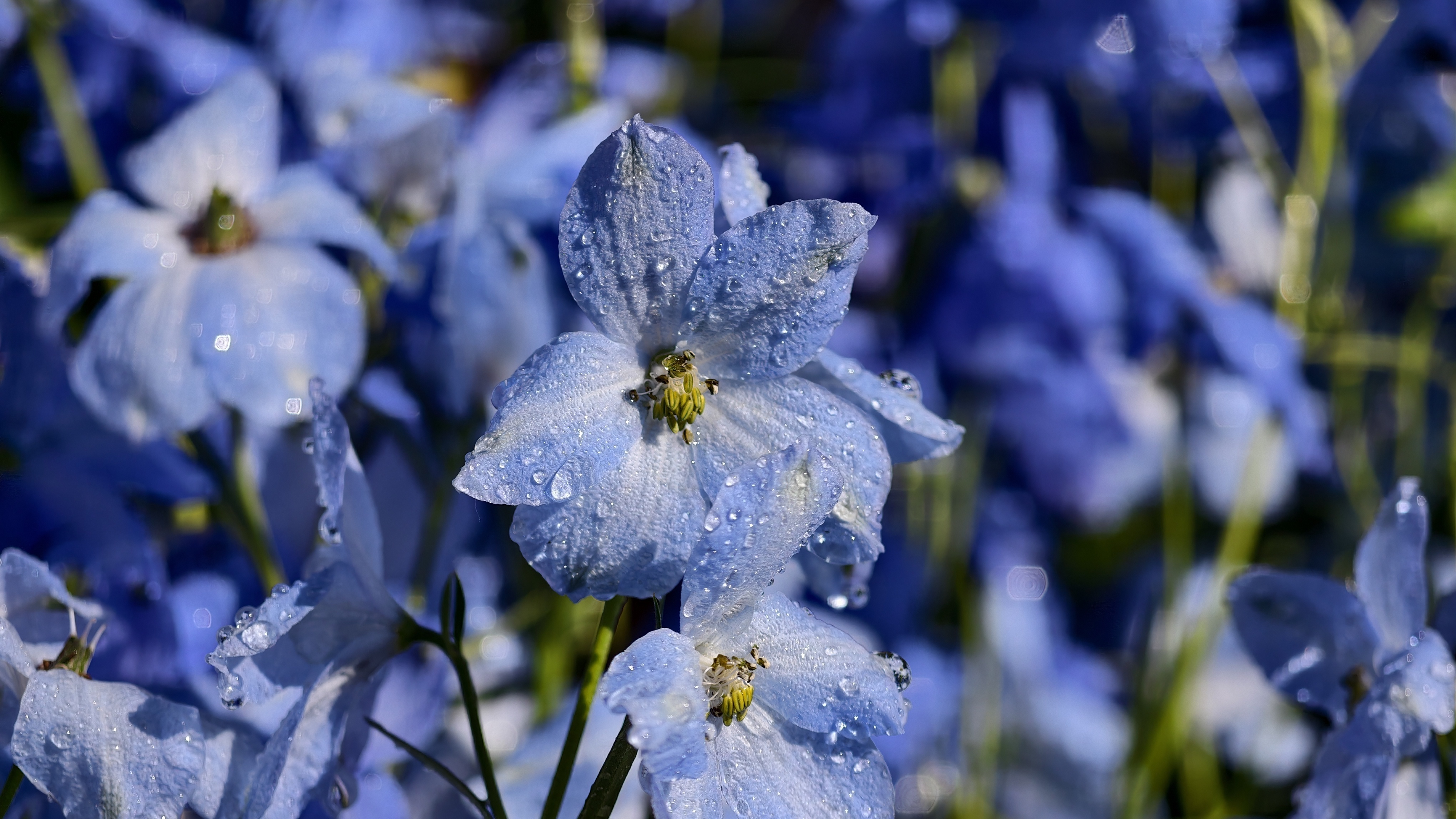 北京国际花展开门前：花工晨浇造“水珠虹桥”