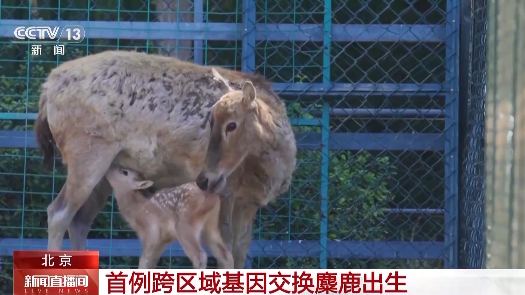 北京、江苏麋鹿种群跨区域“联姻”迎来首只幼崽! 北京、江苏麋鹿种群跨区域“联姻”迎来首只幼崽!