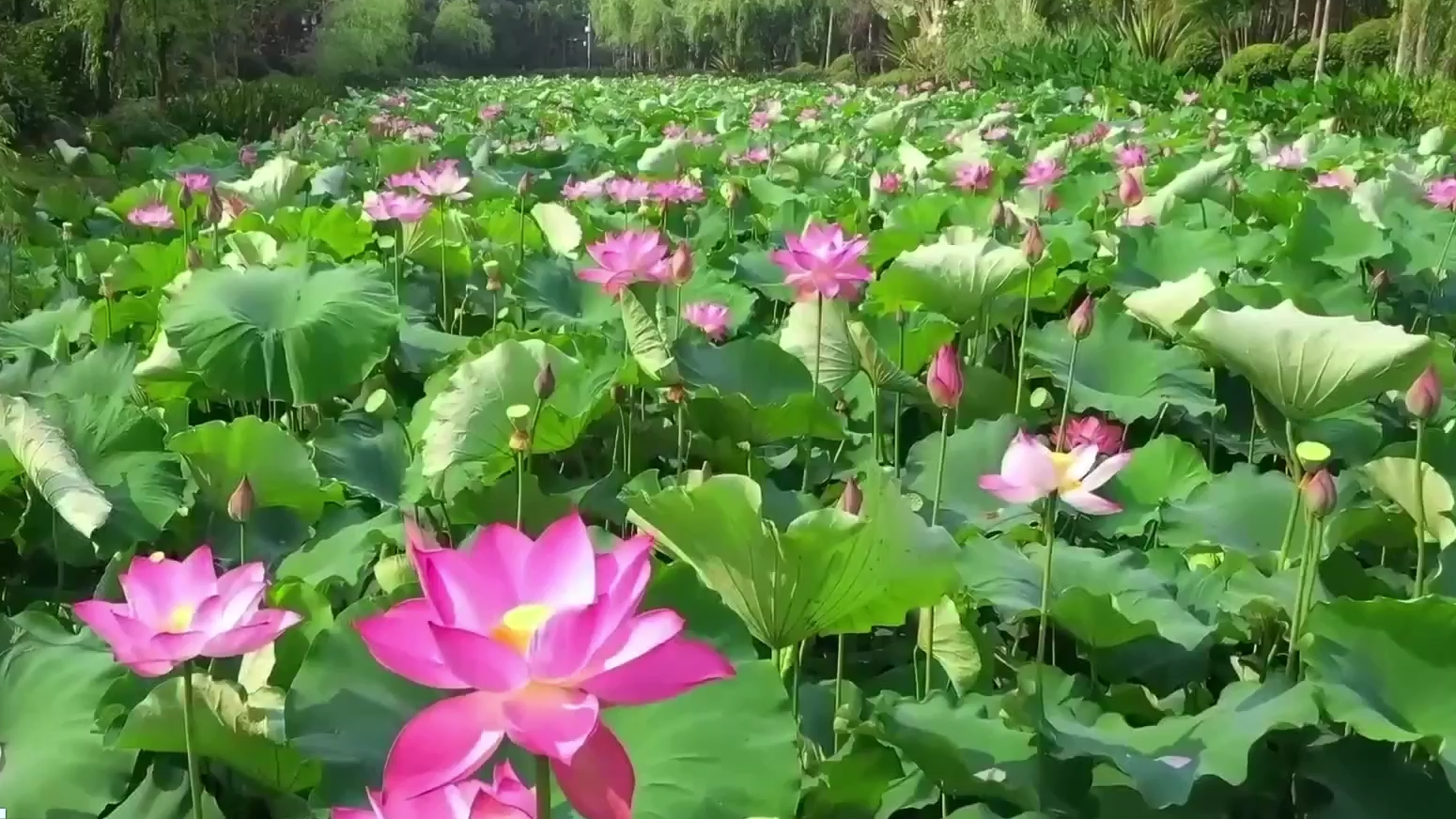 盛夏荷花香满塘，荷叶田田荷花灿灿_北京时间