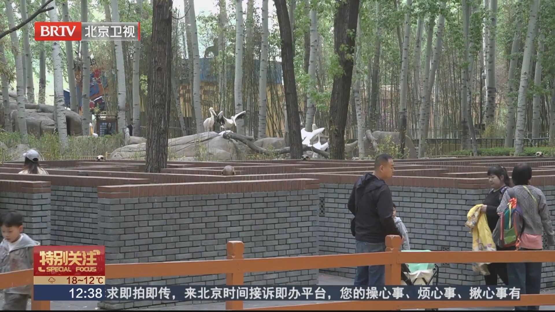 水豚成“飞絮清理大师”意外走红 北京野生动物园多举措严控飞絮泛滥