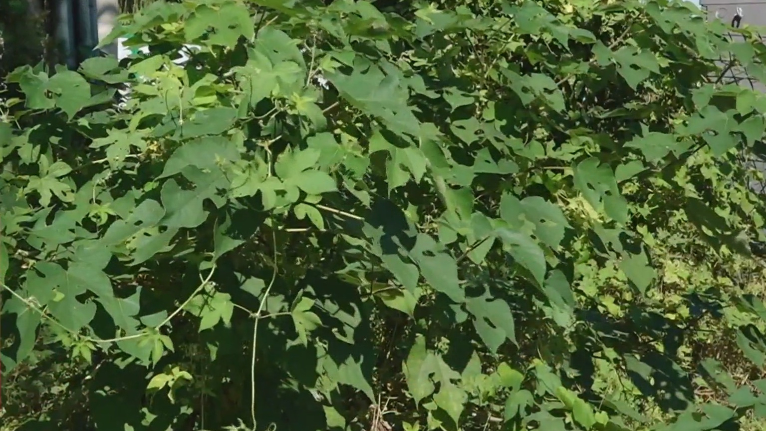 北京草本植物进入散粉期 全市加强秋季致敏花粉综合防控