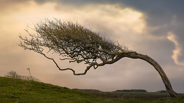 可刮断直径30厘米大树!北京13级阵风可能出现在哪儿? 可刮断直径30厘米大树!北京13级阵风可能出现在哪儿?