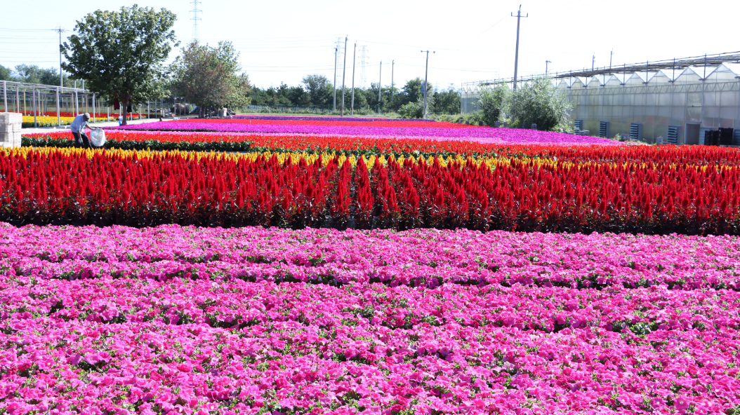 延庆这个基地18万盆鲜花盛放~将投入“两节”花卉市场—— 延庆这个基地18万盆鲜花盛放~将投入“两节”花卉市场——