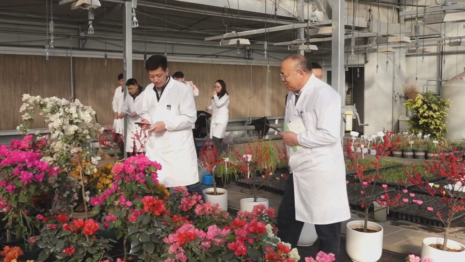 北京市场年宵花国产化率达百分之八十