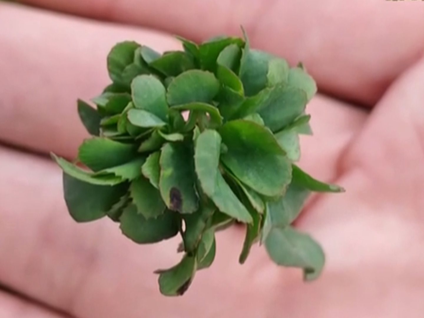 大爷种出63叶幸运草！你大爷不愧是你大爷