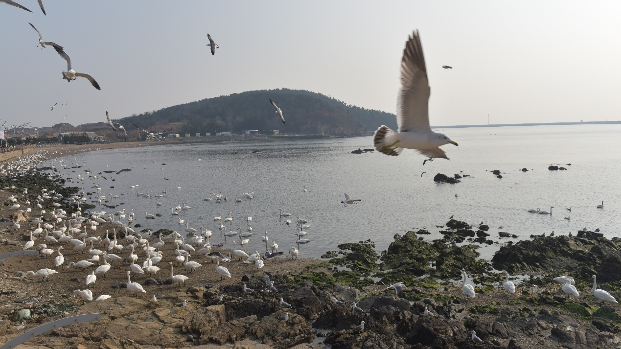 2025山东宝藏小城冬季探访活动走进威海荣成 2025山东宝藏小城冬季探访活动走进威海荣成