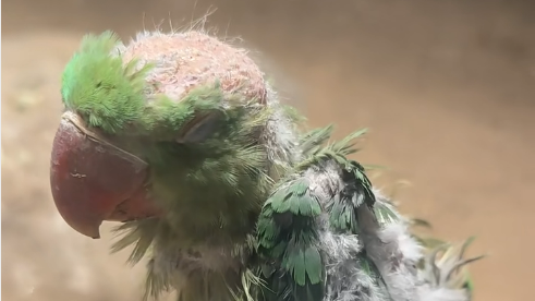 北京动物园一鹦鹉被欺负到“秃顶”?园方:游客问询已反馈饲养队 北京动物园一鹦鹉被欺负到“秃顶”?园方:游客问询已反馈饲养队