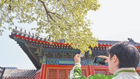 赏花季博物馆缘何冷热不均