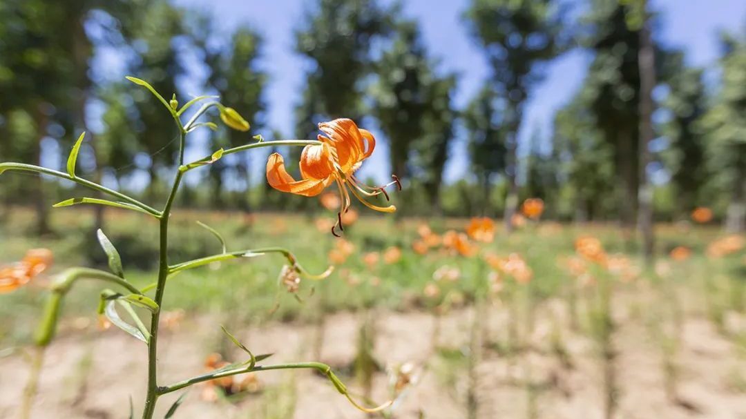 乡村振兴|丹参花开、百合吐蕊,林下经济悄然绽放 乡村振兴|丹参花开、百合吐蕊,林下经济悄然绽放